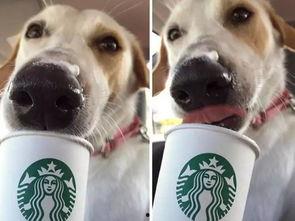 娱乐吃瓜酱狗狗领冰淇淋,娱乐吃瓜酱带你领略萌宠甜蜜瞬间